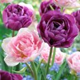 Perennial, Mixed Colors Tulip Bulbs,Tulip Flower,Rare Tulip Flower