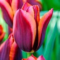 Perennial, Mixed Colors Tulip Bulbs,Tulip Flower,Rare Tulip Flower
