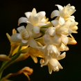 Perennial,Rare Tuberose Bulbs,for Fall Planting,Flower,Bright