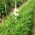 Perennial,Rare Tuberose Bulbs,for Fall Planting,Flower,Bright