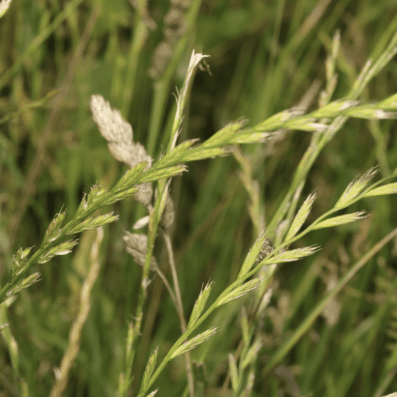 Nature's Seed Perennial Ryegrass - 5 Lb