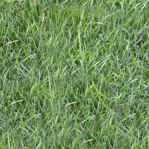 Perennial Ryegrass 500 sq. ft. Sod Pallet