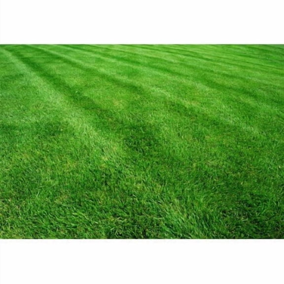 Perennial Ryegrass Seed Mix - 5 lb - Covers 1,000 Sq Ft