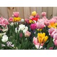 Perennial Tulip Mix, 20 MMF7 Large Flowering Fall Bulbs for Planting
