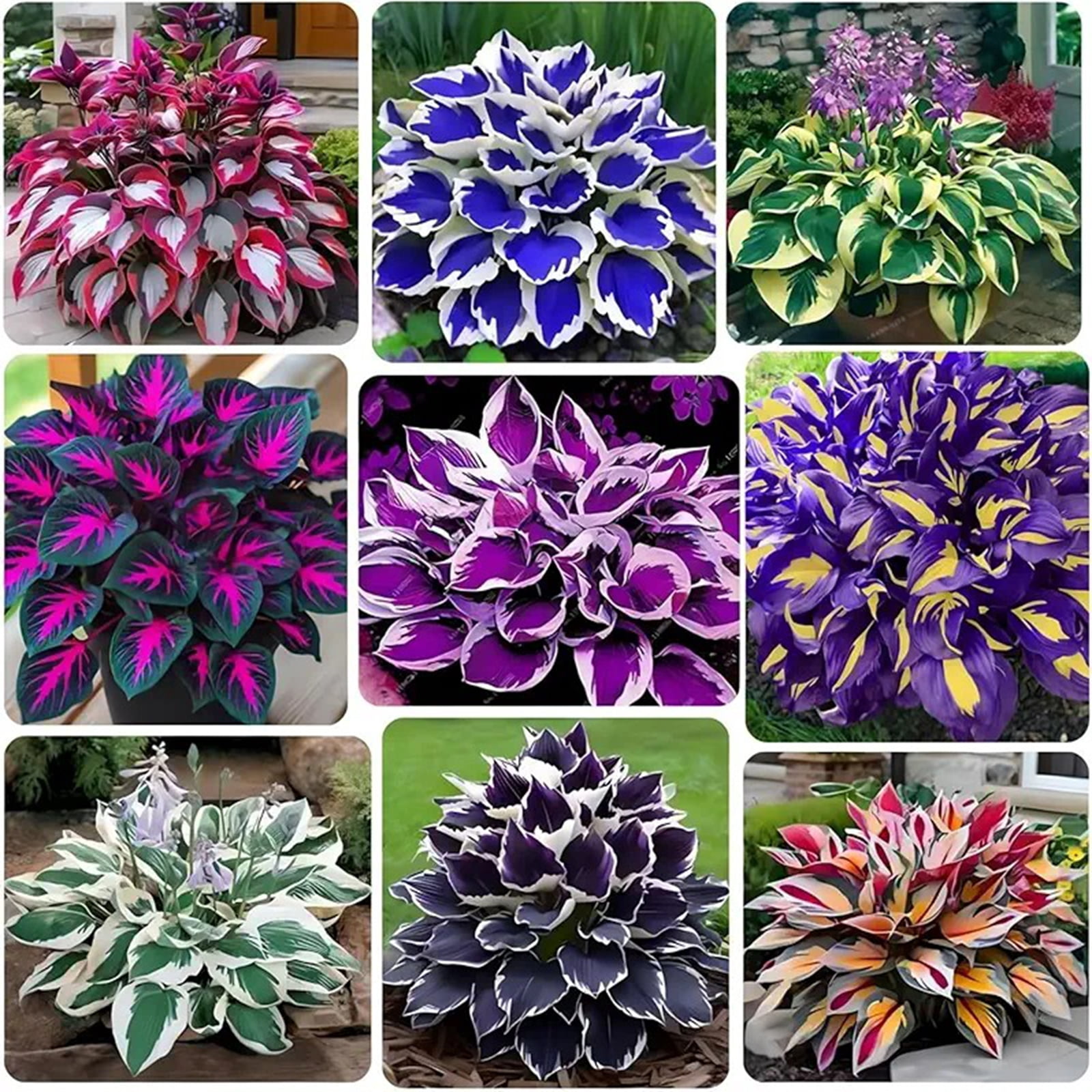 Perennial Variegated Blue Hosta Bulbs-Shade Loving--Hard Resistant ...
