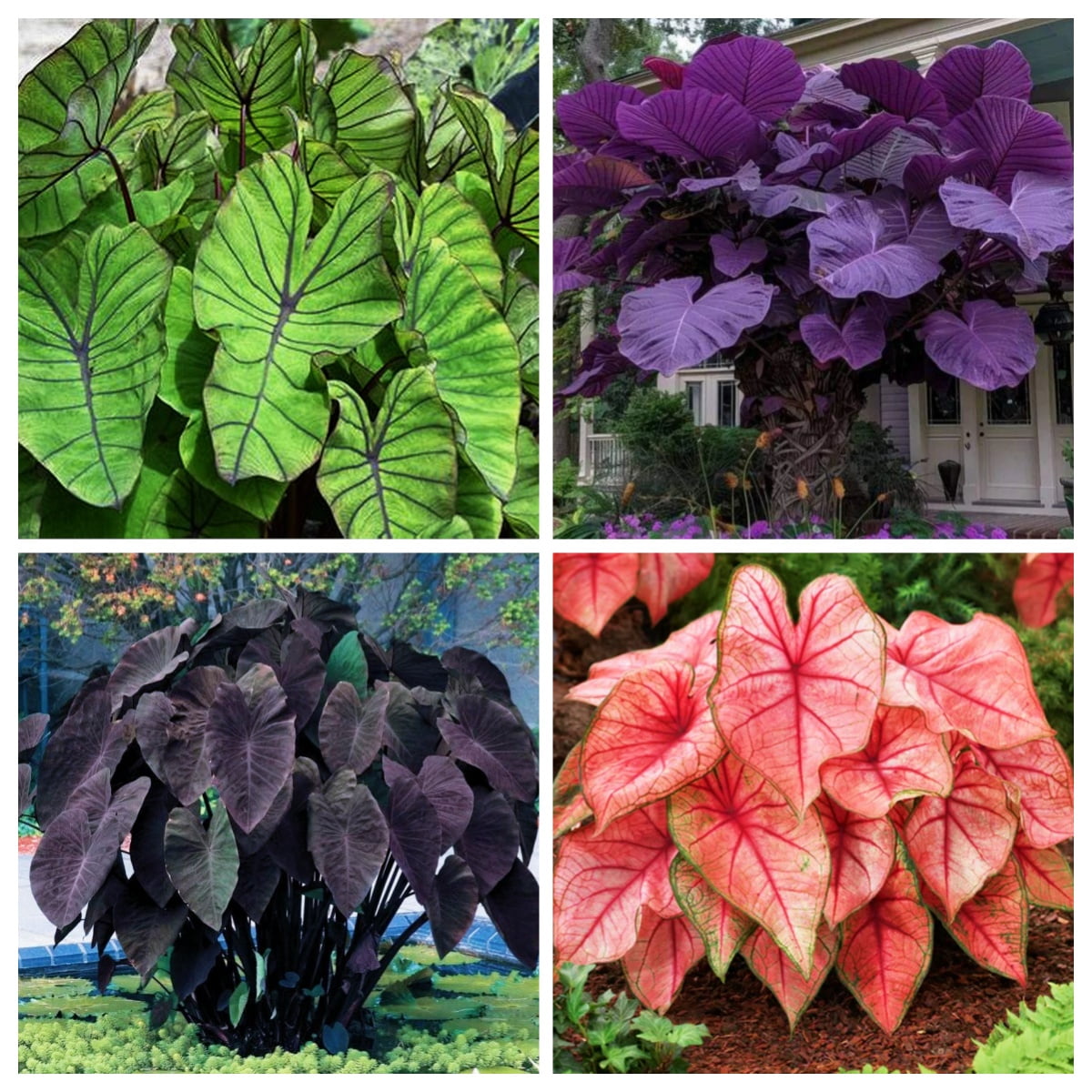 Perennial elephant ears weave a rich tropical dreamscape for your