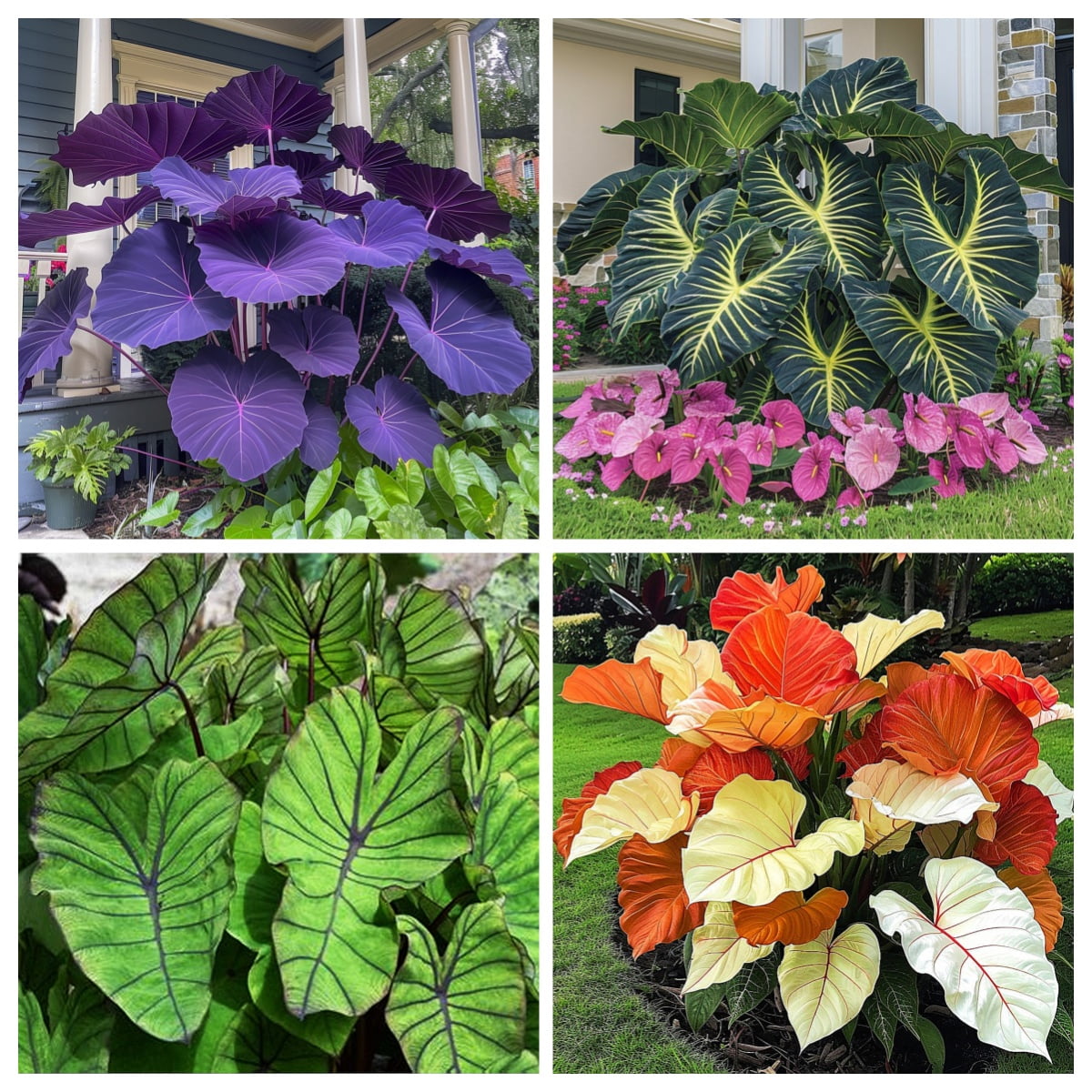 Perennial elephant ears weave a rich tropical dreamscape for your