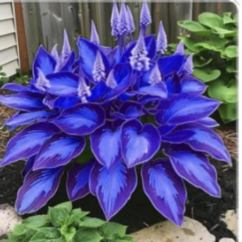 Perennial herbs/Hosta-(bulbs) for planting-mythical garden piece-easy-care houseplants-Performs well indoors as well as outdoors.