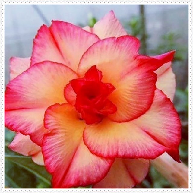 Perennializing,Red&Yellow Mixed Desert Rose,Naturalizing,Flower,Outdoor