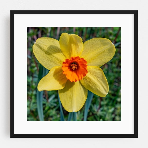 A Perfect Daffodil Bloom on a Beautiful Spring Day in PA - Pennsylvania Photography Flowers Floral Nature Botanical Garden Summer Scenic Black Framed Wall Art Print 20 x 20 inches