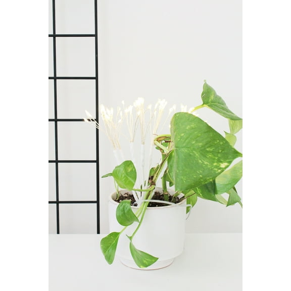 Perfect Holiday 80 LED Dandelion Flower Fireworks Lights with Hook - Warm White Light for Holidays, Parties, Garden