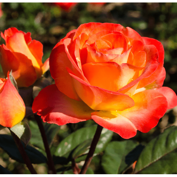 Perfect Moment Rose Plant Live, Rose Bush Live Plant for Planting Your Garden, Fragrant Flowers Vibrant Blooms, 5-9" Tall Well-Rooted