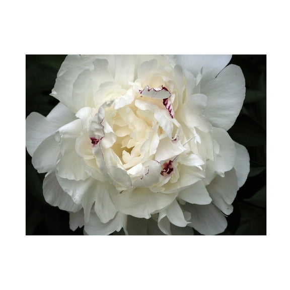 Trademark Fine Art Kurt Shaffer Perfect Peony Canvas Wall Art - 18x24