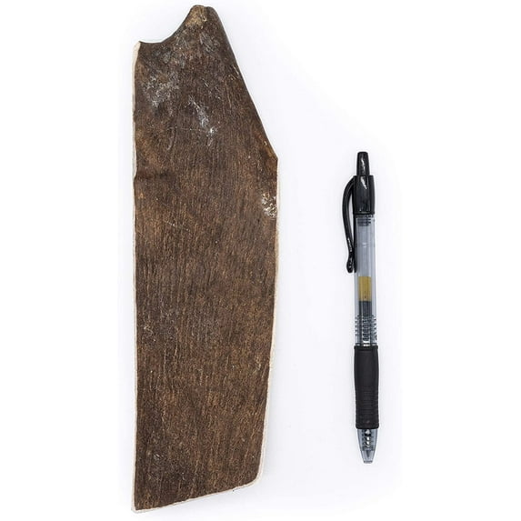 Perfect Pet Chews Moose Antler Dog Chew - Grade A, All Natural, Organic, and Long Lasting Treats - Made from Naturally Shed Antlers in the USA - Medium Treat