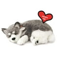 thumbnail image 1 of Perfect Petzzz Original Petzzz Alaskan Husky Plush, Realistic, Life-Like Stuffed Interactive Plush Toy, Electronic Pets, Companion Pet Dog with 100% Handcrafted Synthetic Fur, 1 of 7