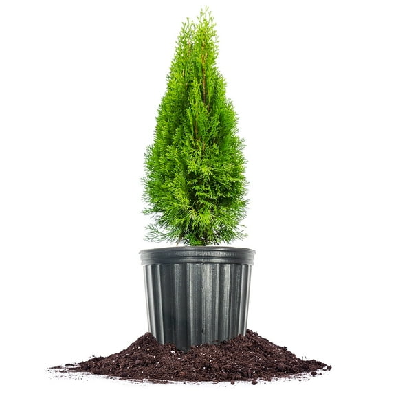 Perfect Plants 3 Gallon Emerald Green Arborvitae Tree