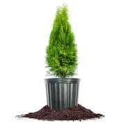 Perfect Plants 3 Gallon Emerald Green Arborvitae Tree