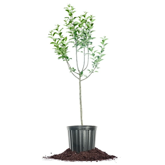 Perfect Plants 5 Gallon Anna Apple Tree