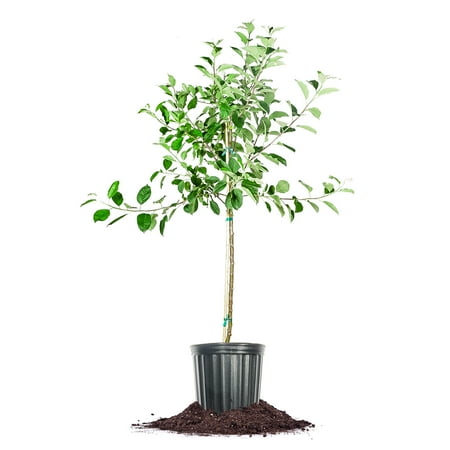 Perfect Plants 5 Gallon Golden Delicious Apple Tree