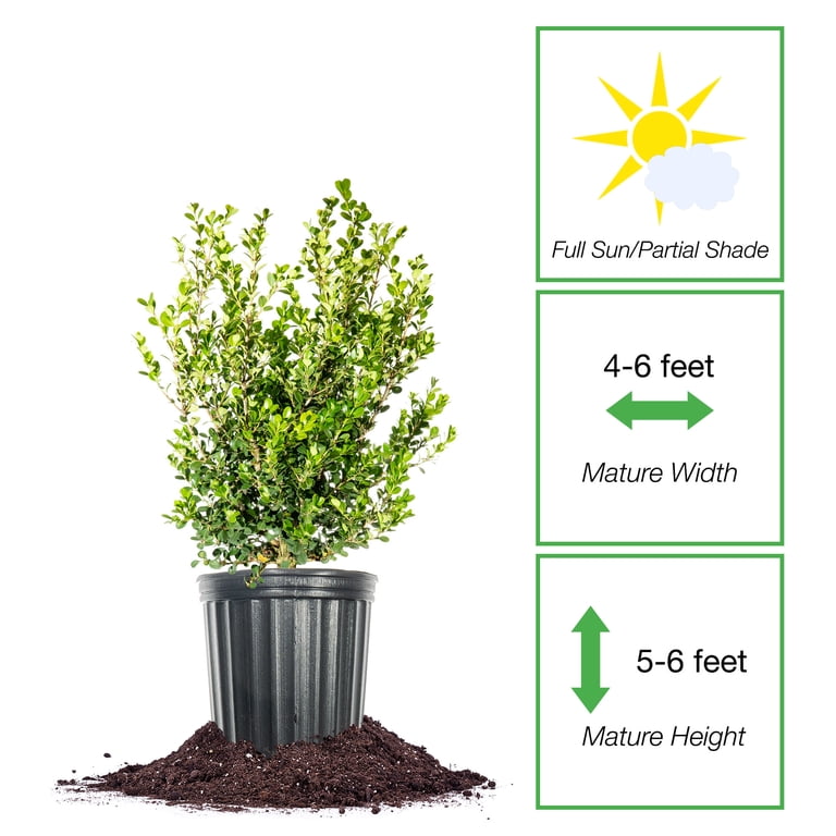 Perfect Plants 7 Gal. Japanese Boxwood - Hardy Evergreen Hedge