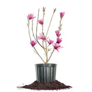 Perfect Plants Ann Magnolia 3 Gallon