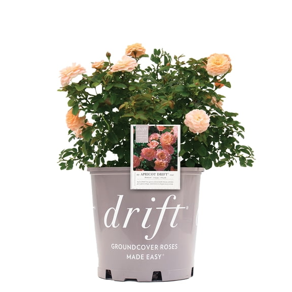 Perfect Plants Apricot Drift Rose 3 Gallon