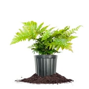 Perfect Plants Autumn Fern 1 Gallon