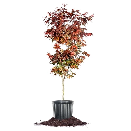 Bloodgood Japanese Maple Tree in Grower's Pot | 3-4 ft. Tall | Beautiful Autumn Color | Red Leaf Colors Year Round