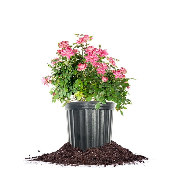 Perfect Plants Double Pink Knock Out Rose 1 Gallon