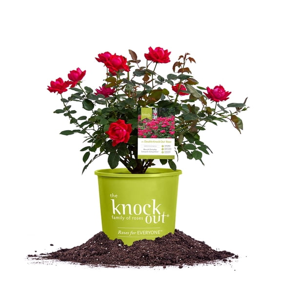Perfect Plants Double Red Knock Out Rose 3 Gallon