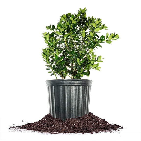 Perfect Plants Dwarf Burford Holly 3 Gallon