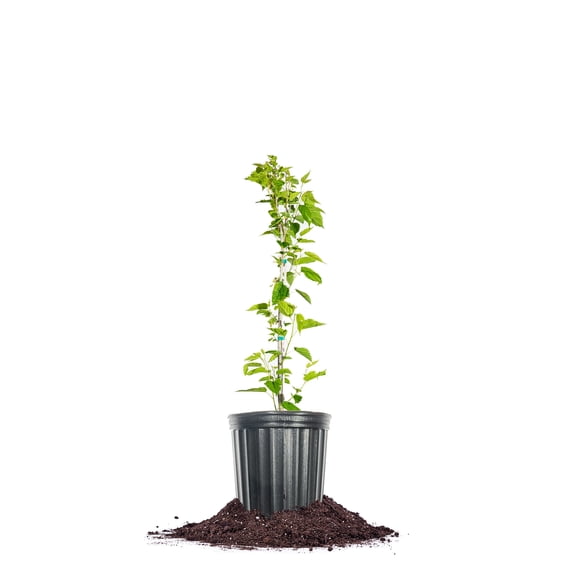 Perfect Plants Dwarf Everbearing Mulberry Tree 1 Gallon
