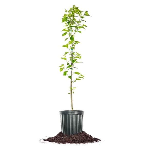 Perfect Plants Dwarf Everbearing Mulberry Tree 5 Gallon