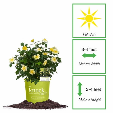 Perfect Plants Easy Bee-zy Knock Out® Rose 1 Gallon