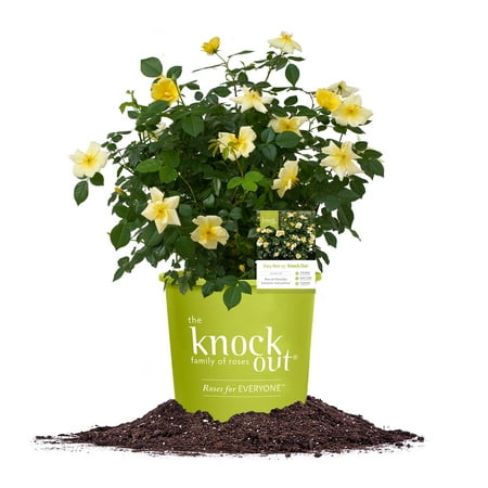 Perfect Plants Easy Bee-zy Knock Out® Rose 3 Gallon