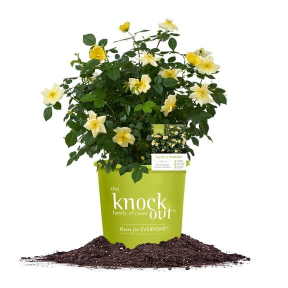Perfect Plants Easy Bee-zy Knock Out Rose 3 Gallon