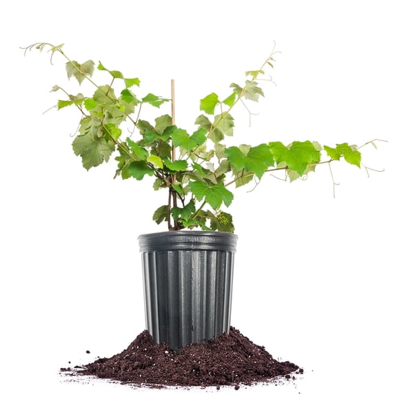 Perfect Plants Fredonia Grape 1 Gallon