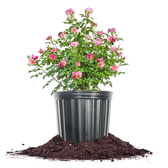 Perfect Plants Friendly Pink Rose 3 Gallon