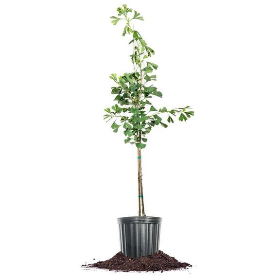 Perfect Plants Ginkgo Tree 5 Gallon