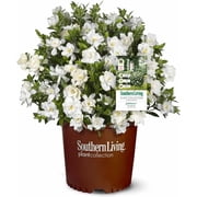Perfect Plants Jubilation Gardenia in 1 Gal. Grower s Pot | Fragrant, Compact White Flowering Shrub