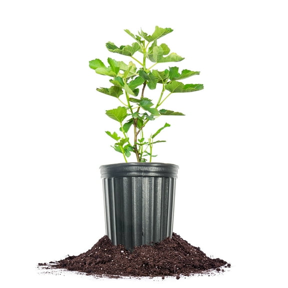 Perfect Plants LSU Fig 1 Gallon