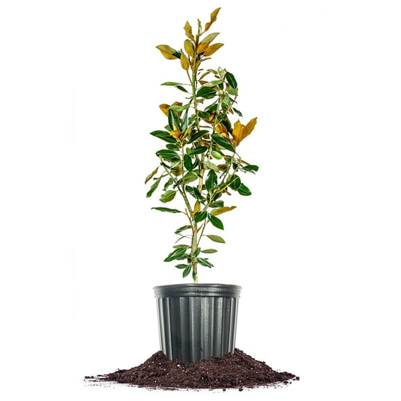 Perfect Plants Little Gem Magnolia 3 Gallon