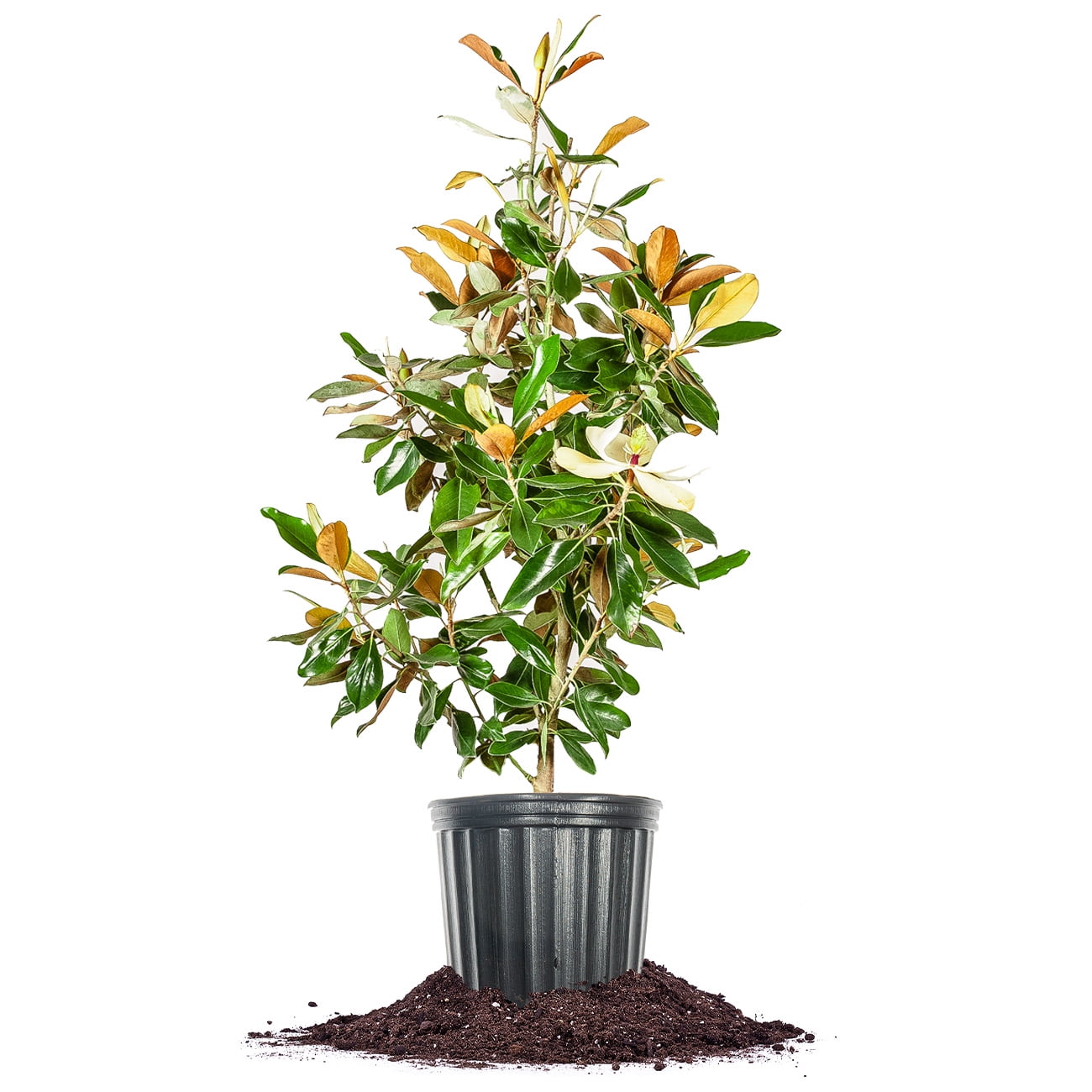 Perfect Plants Nursery Little Gem Magnolia Tree
