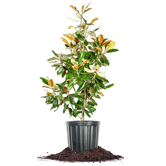 Perfect Plants Little Gem Magnolia 5 Gallon