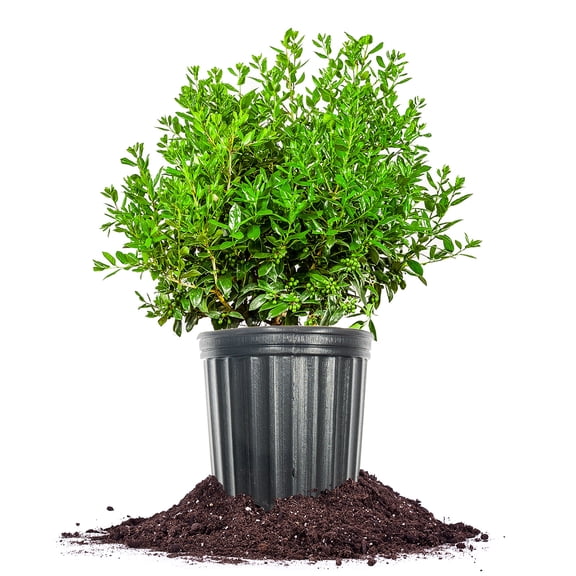 Perfect Plants Needlepoint Holly 3 Gallon