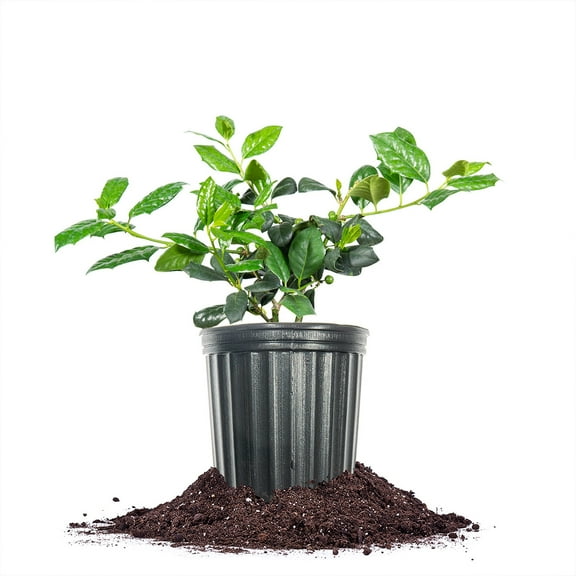 Perfect Plants Nellie Stevens Holly 1 Gallon