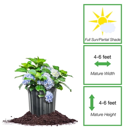 Perfect Plants Nikko Blue Hydrangea 1 Gallon