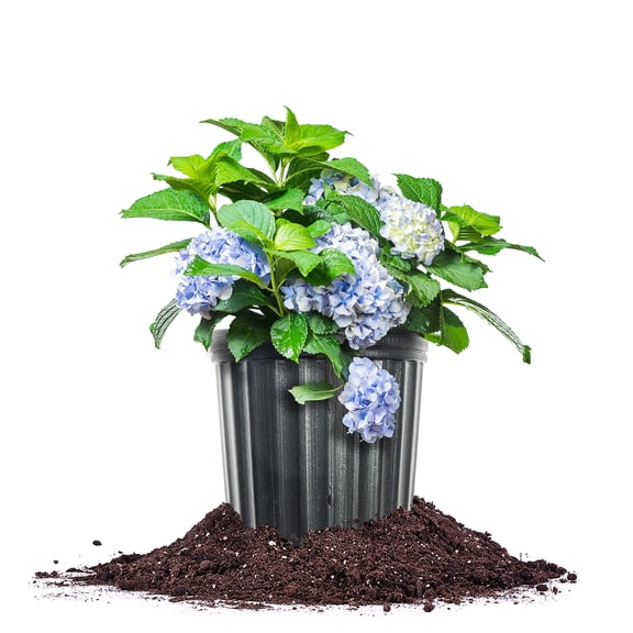 Perfect Plants Nikko Blue Hydrangea 3 Gallon