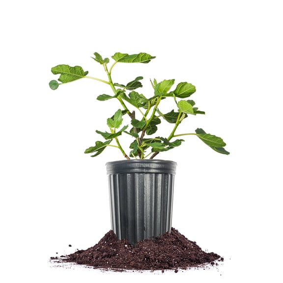 Perfect Plants Olympia Fig 1 Gallon