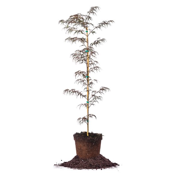 Perfect Plants Orangeola Japanese Maple Tree 3 Gallon